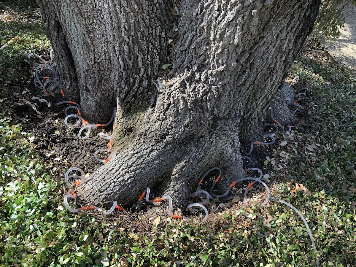 Detailed Tree Cabling and Bracing job site in Mansfield