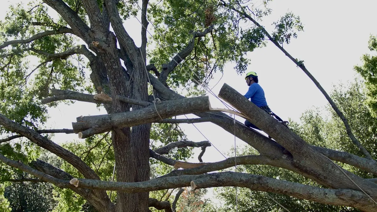 Professional Hazardous Tree Removal performed by certified arborists in Mansfield