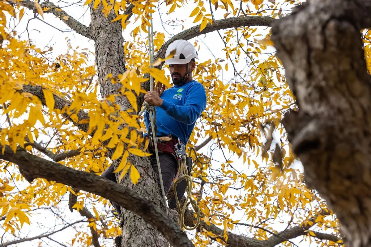 Skilled Tree Planing crew working in Mansfield